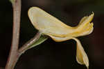 Smallflower fumewort